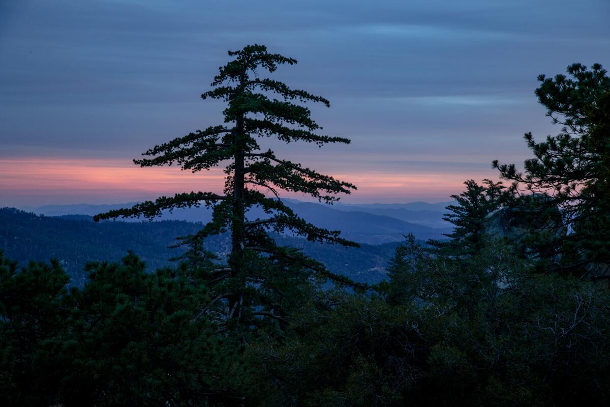 A forest with mountains and a sunset in the background.