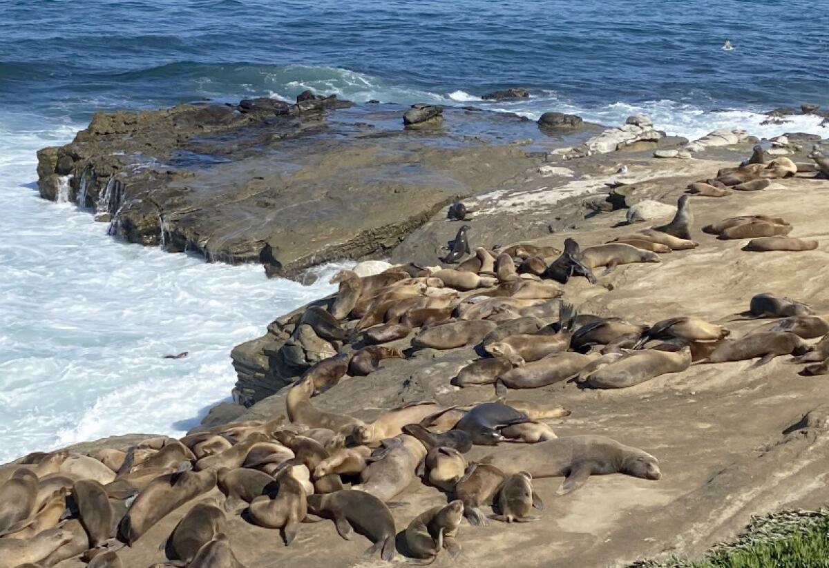 Sea lions are seen on a rocky beach.