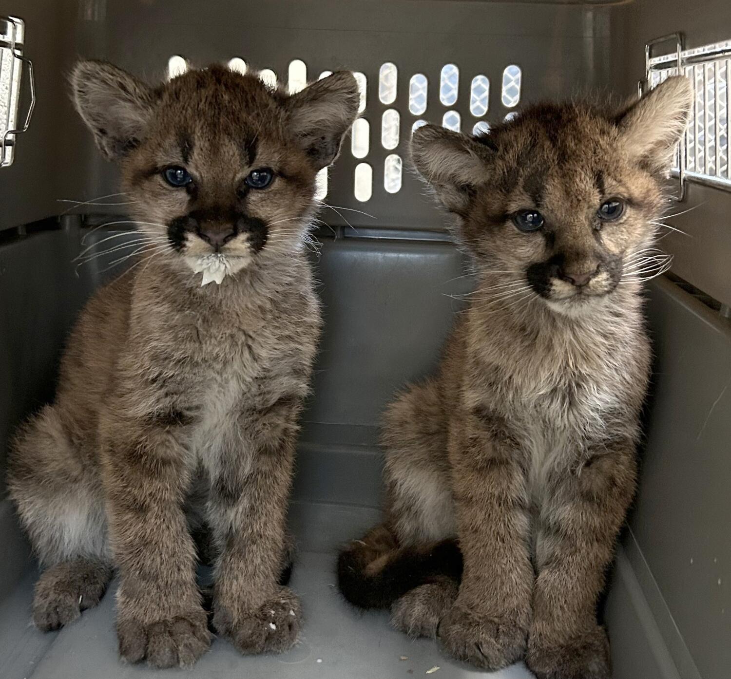 Orphaned sister mountain lions find home in Oakland Zoo after mother is killed by a car