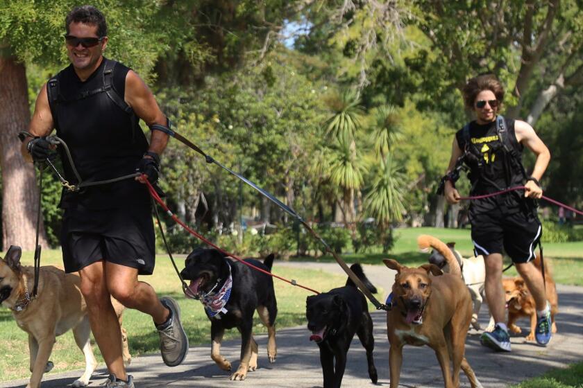 LOS ANGELES, CA-Aug. 2, 2017: Bob Wilcox and some of the dogs he runs in Holmby Park. (Photo By Claire Hannah Collins / Los Angeles Times)