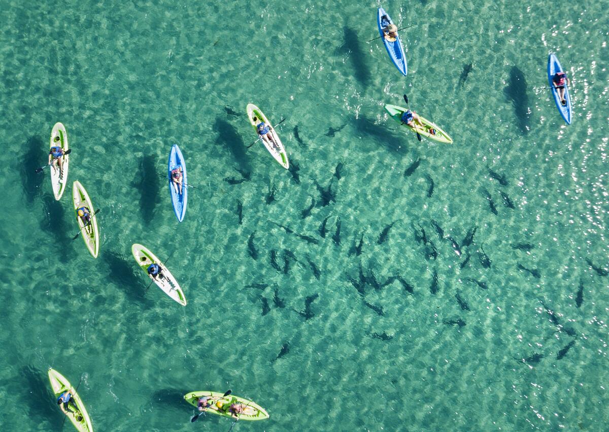 Kayakers float above leopard sharks in the clear, shallow waters of La Jolla Shores.
