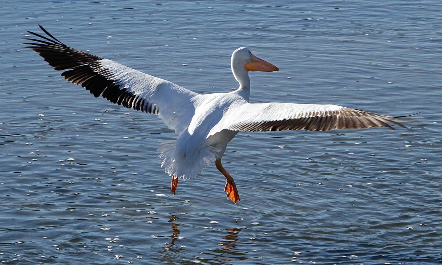 A white pelican