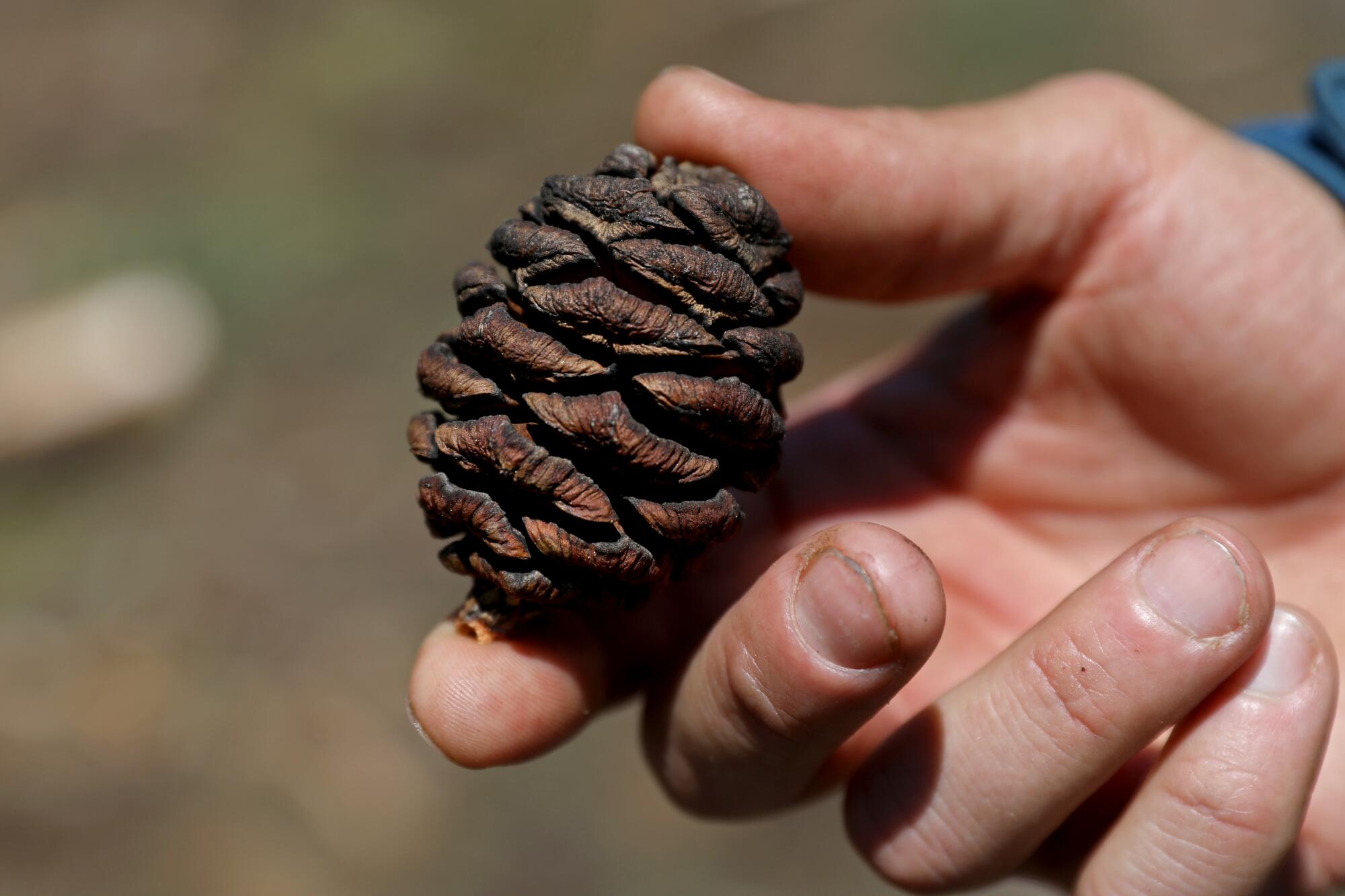 A hand displays a fire-blackened seed cone of a giant sequoia.