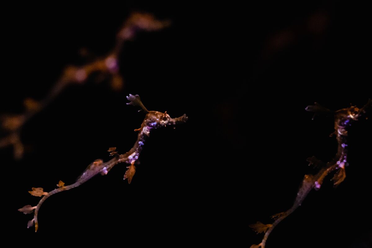 Birch Aquarium's baby “weedies” are about an inch long and weigh less than 1 gram.