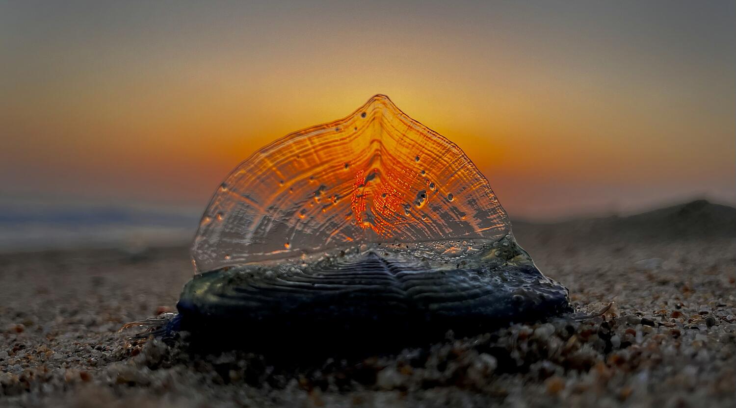 Image for display with article titled What Are the Blue Blobs Washing Up on SoCal Beaches? Welcome to Velella Velella Valhalla