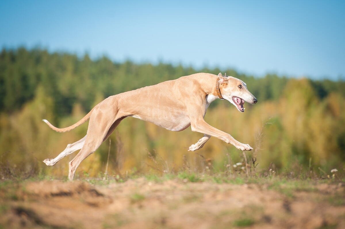 Greyhound Intelligence Greyhound: Breed Information and Characteristics - Los Angeles Times