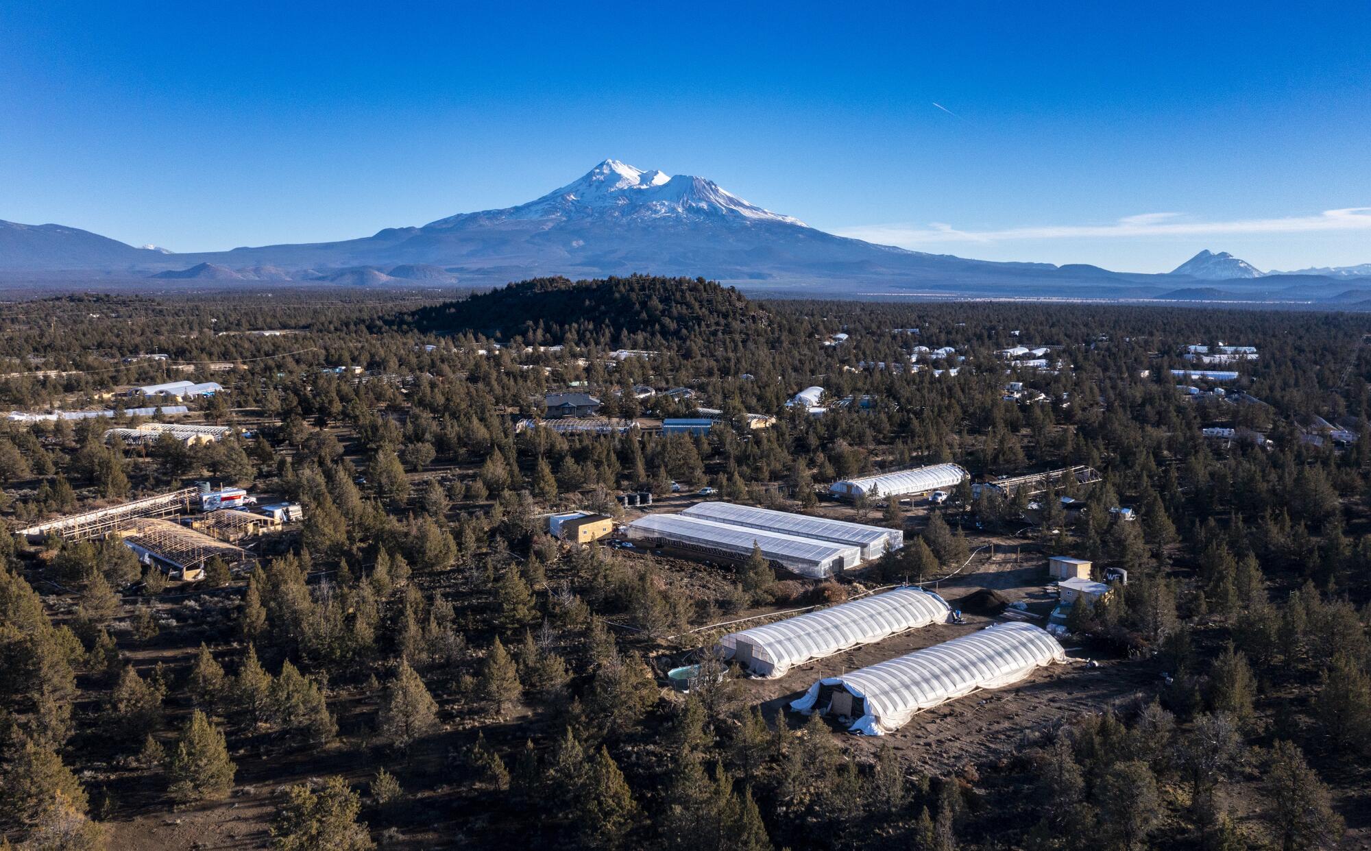 Illicit greenhouses fill the valley of Juniper Flat in the shadow of Mt. Shasta.