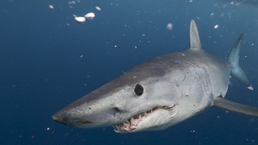 An endangered mako shark swims near Catalina Island on Discovery Channel's "Shark Week."