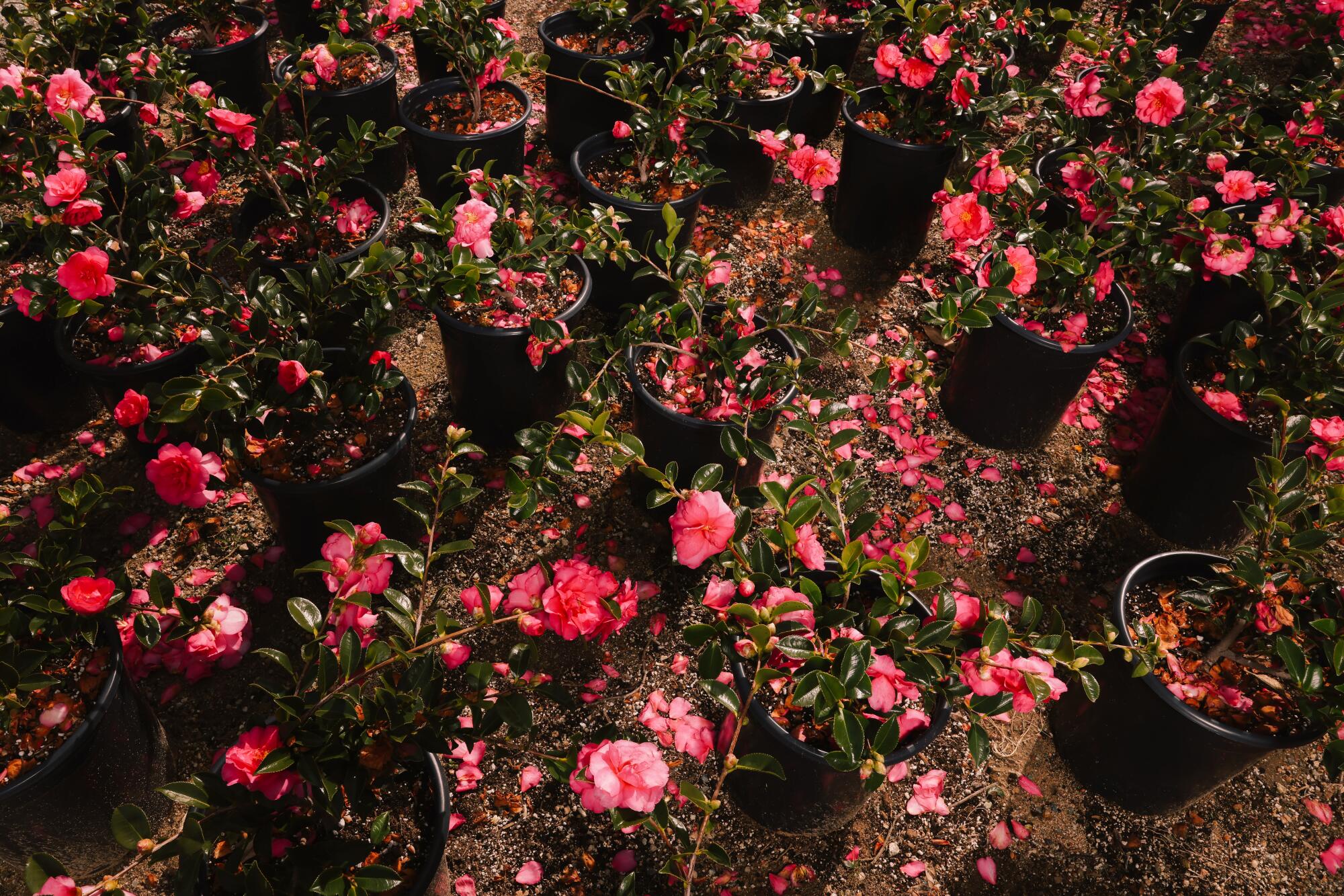 Shishi Gashira camellias bloom in profusion at Nuccio's Nurseries in Altadena.