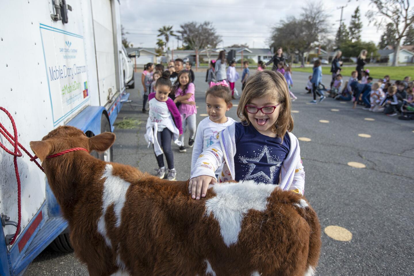Charlotte Thomas, 6, a student at College View Elementary School in Huntington Beach, pets a 2-month-old calf named Big Red during the Mobile Dairy Classroom presented by the Dairy Council of California on Wednesday.