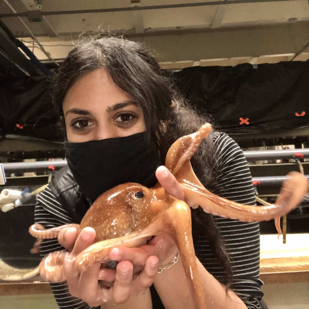 Researcher Adi Khen holds the North Pacific bigeye octopus kept in the care of the Scripps Institution of Oceanography.