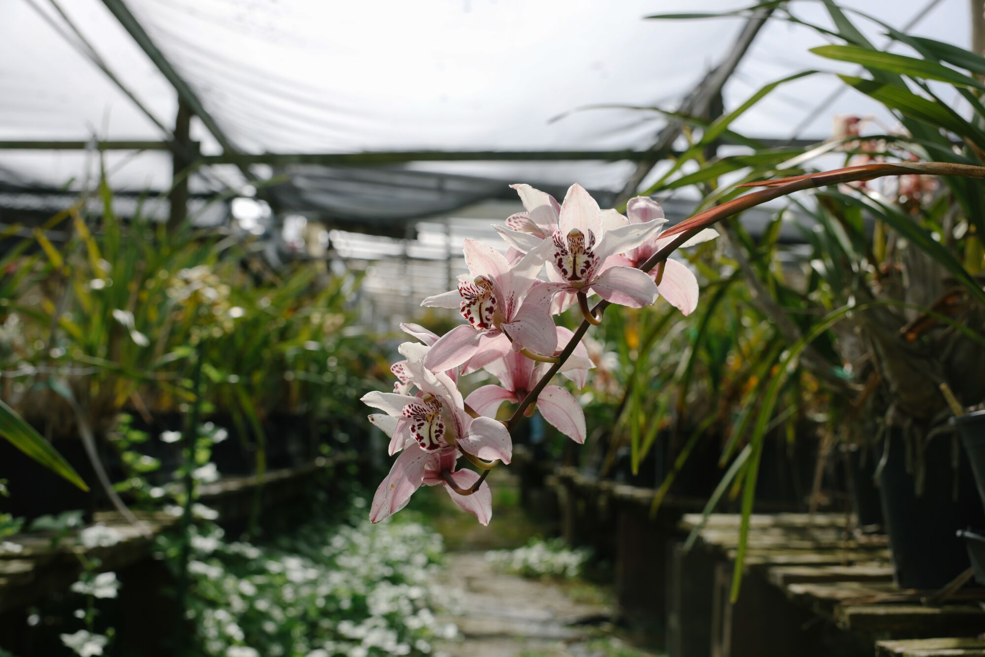 A row of orchids in a greenhouse