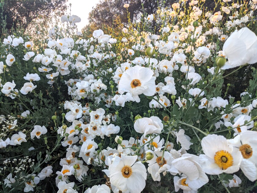 Matilija poppies 5-15-20 California Botanic Garden by David Bryant.jpg