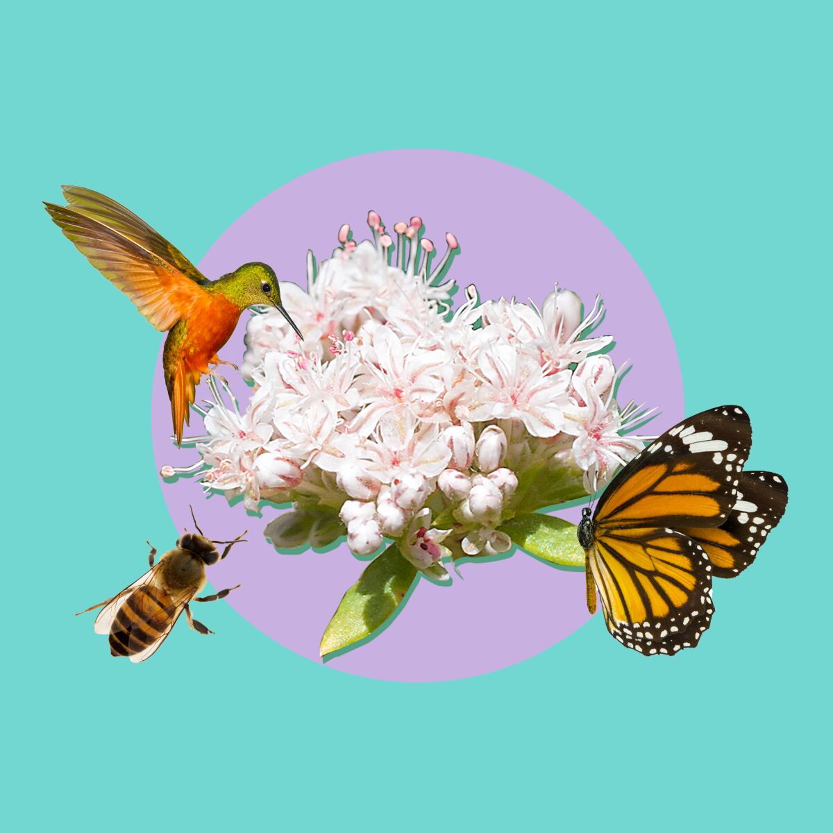 Photo collage of a humming bird, bee and butterfly surrounding a flower