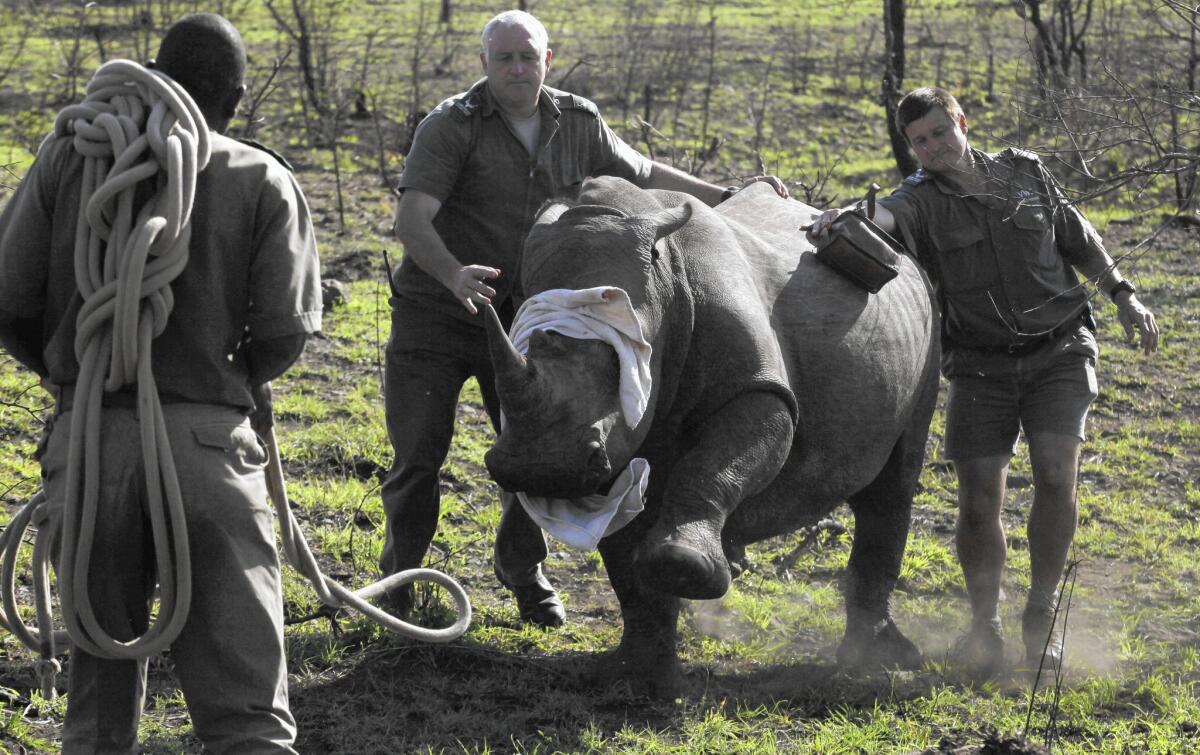 A rhino is blindfolded before being transported to a protected area in South Africa, which has lifted a ban on domestic rhino horn trading.