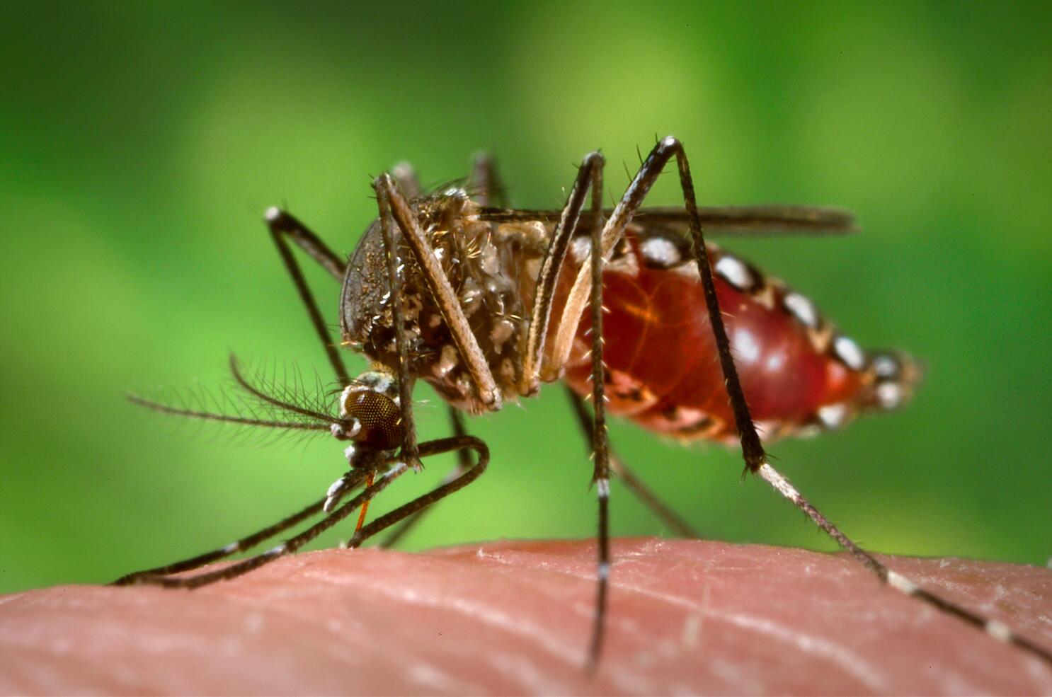 🔥 2021 Review: Best Mosquito Killer Faceoff. Which one will WIN❓ 