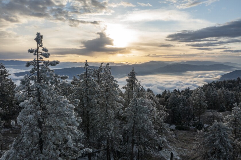 A blanket of clouds is seen below evergreens, with the sun glowing low on the horizon in the distance.