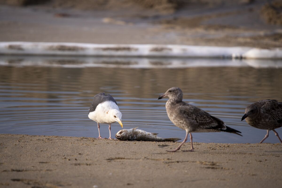 A bird pecks at a dead fish on the sand as two other birds hover nearby. 