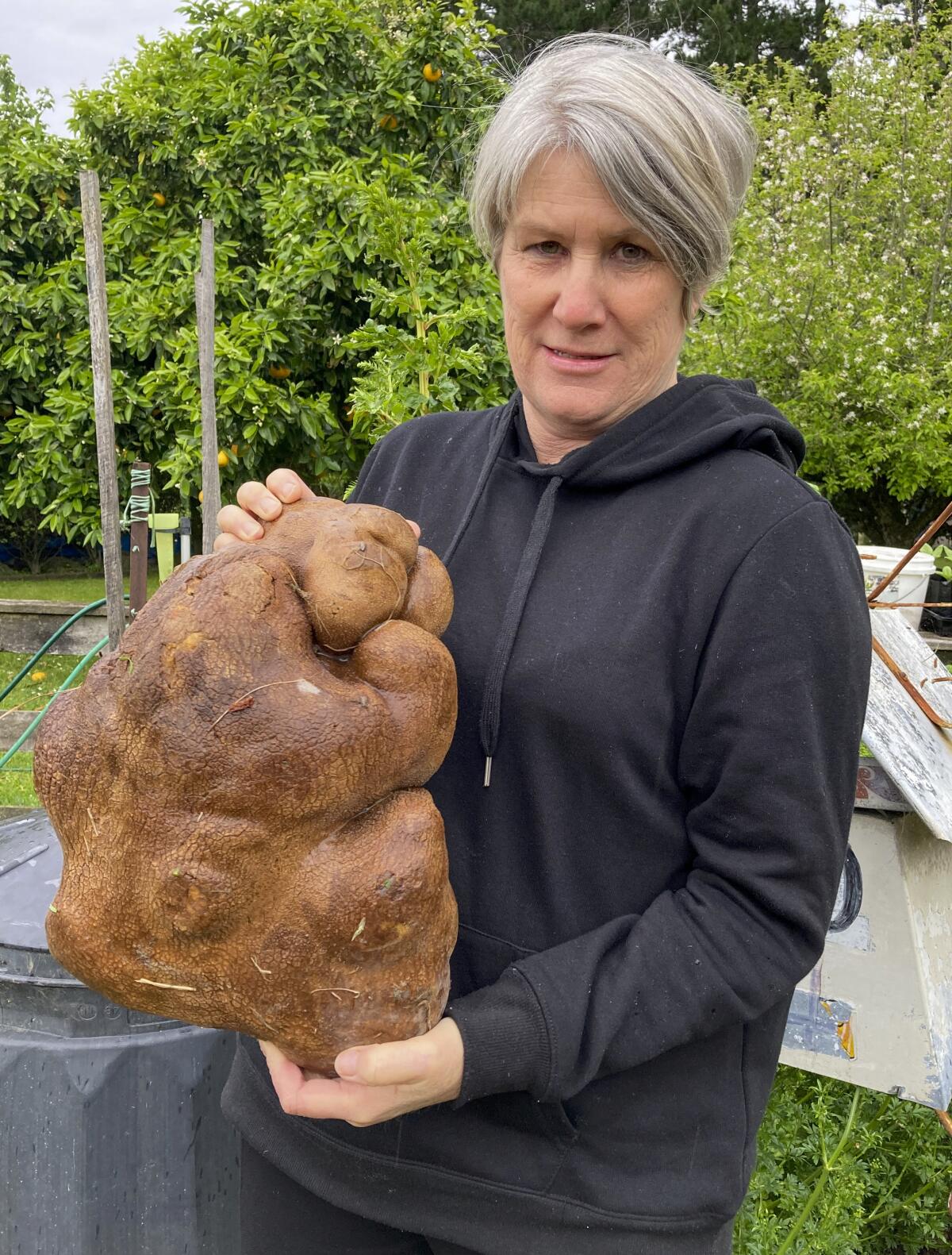 Donna Craig-Brown holds a large potato dug from her garden at her home near Hamilton, New Zealand Wednesday, Nov. 3, 2021. A New Zealand couple dug up a potato the size of a small dog in their backyard and have applied for recognition from Guinness World Records. They say it weighed in at 7.9 kilograms (17 pounds), well above the current record of just under 5 kg. They've named the potato Doug, because they dug it up. (Colin Craig-Brown via AP)