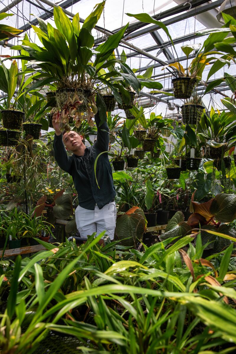 Brandon Tam works inside one of the orchid collection greenhouses.