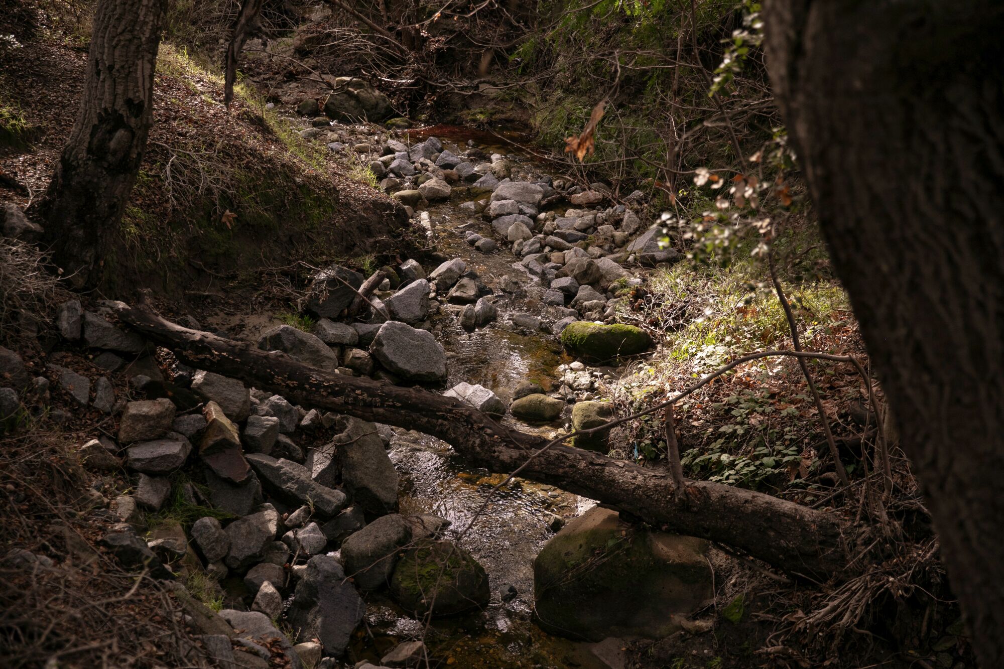 A creek lined by trees and rocks