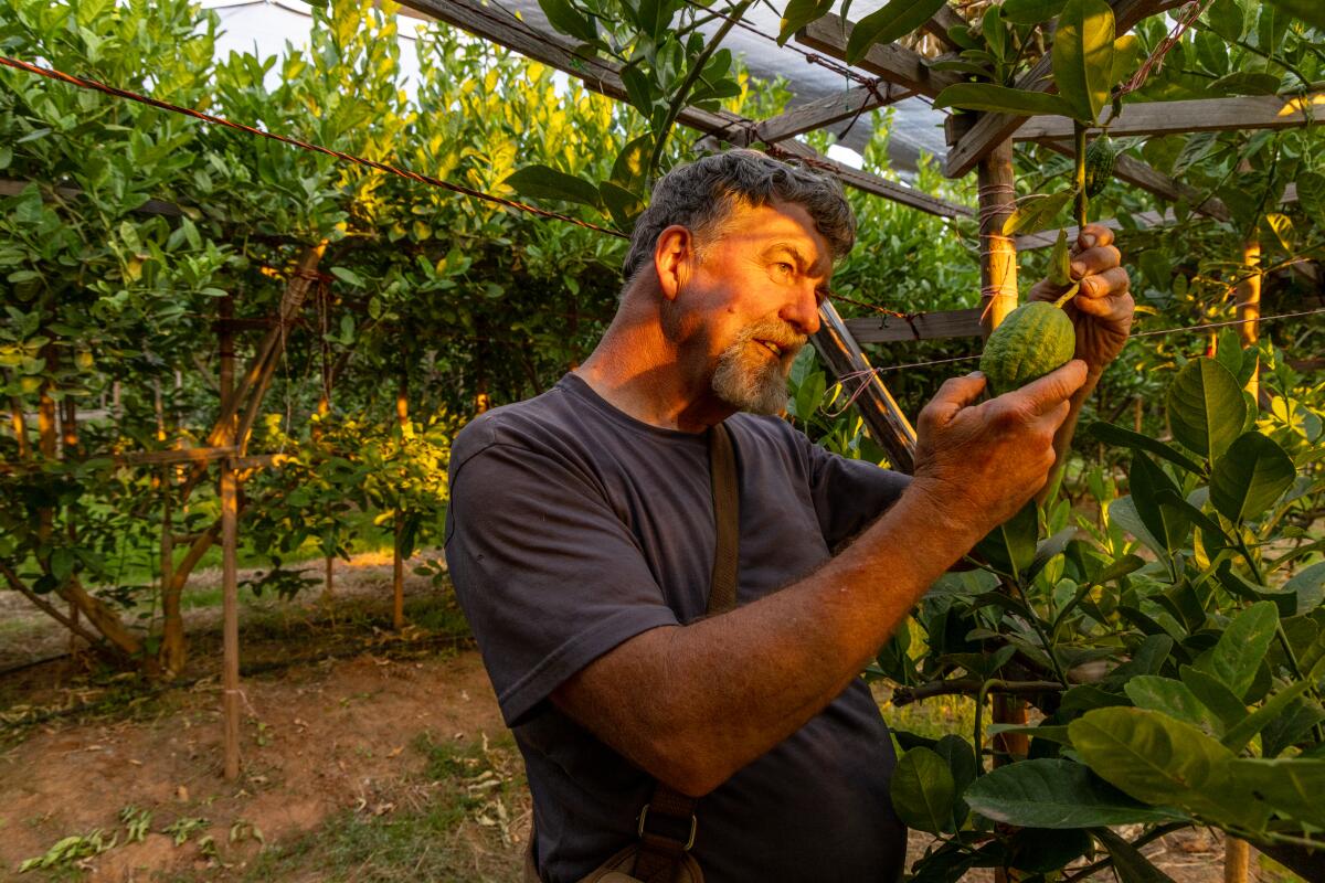 A man checks a citron hanging from a tree at his ranch.