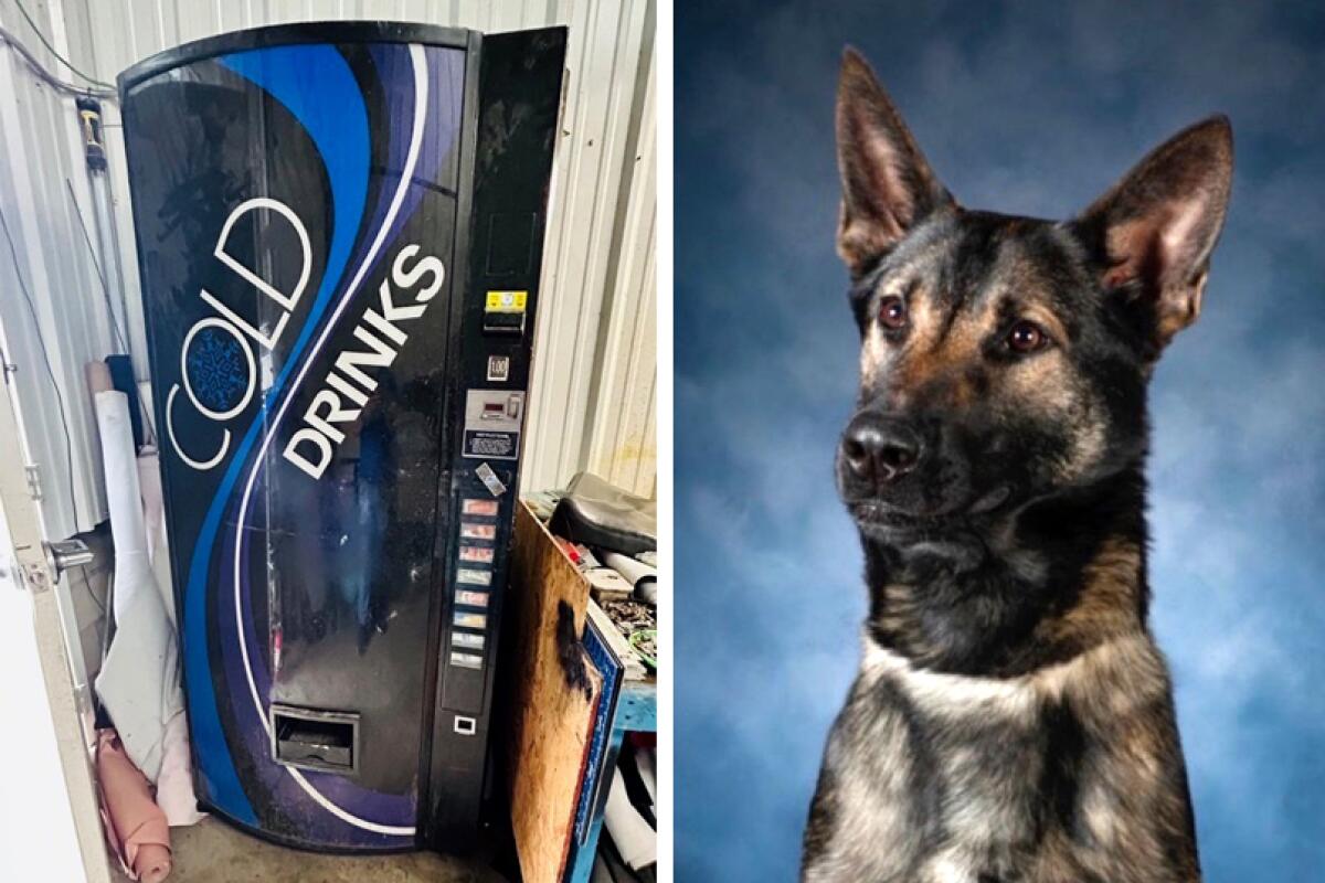 A split image of a soda vending machine at left and a dog posing for a photo at right.