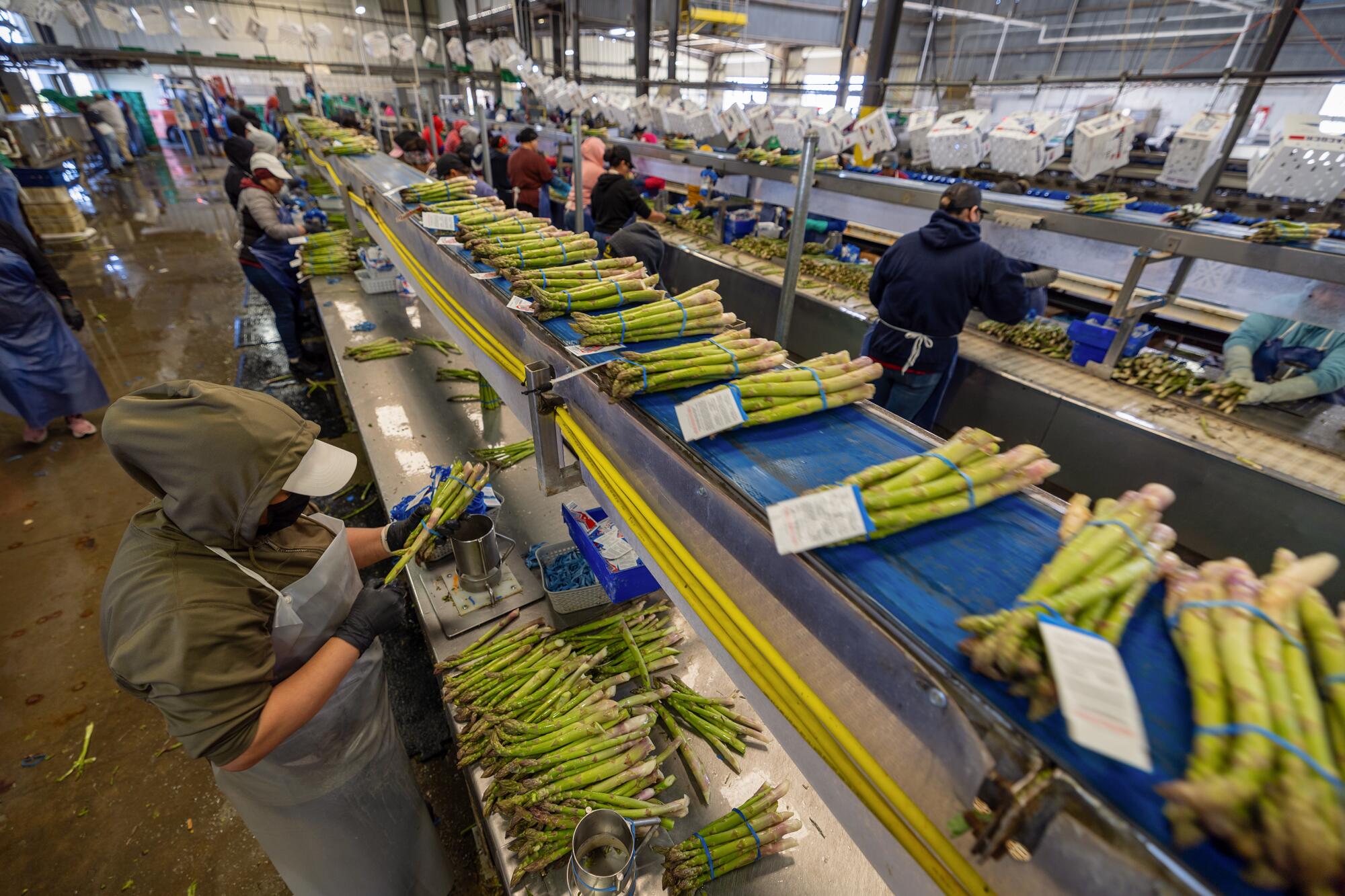 Workers sort and bundle asparagus.