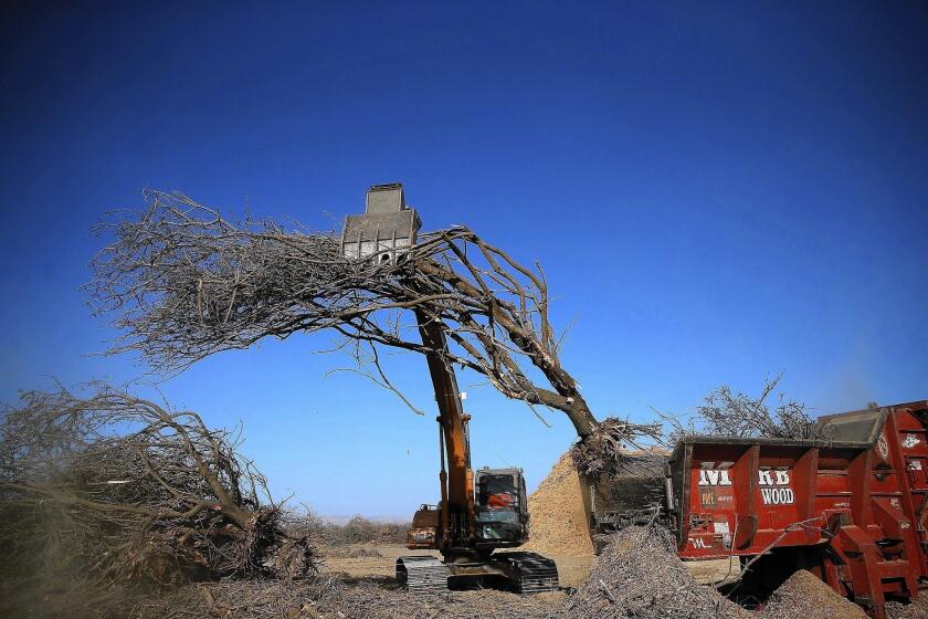 A tractor moves an uprooted almond tree into a shredder at Baker Farming in Firebaugh, Calif. Almond farmer Barry Baker fallowed 20% of his almond crop for lack of water.