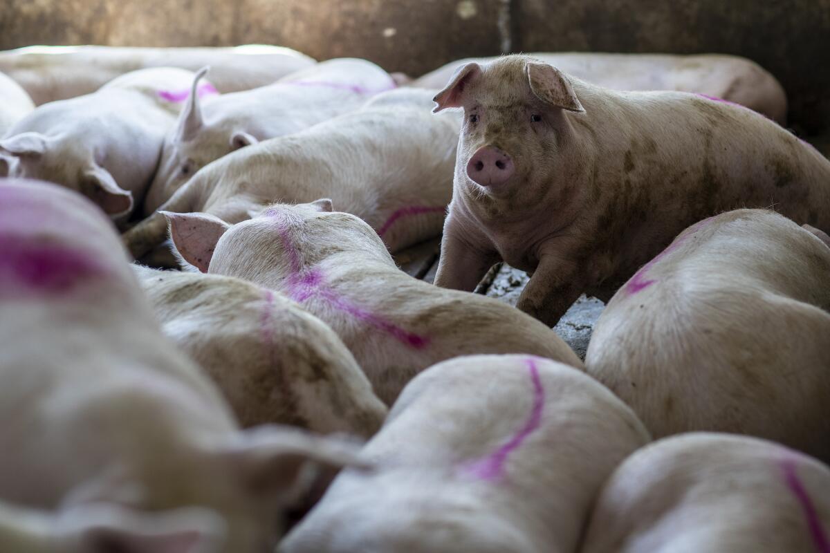 Pigs are crammed together with a pink stripe down their backs.