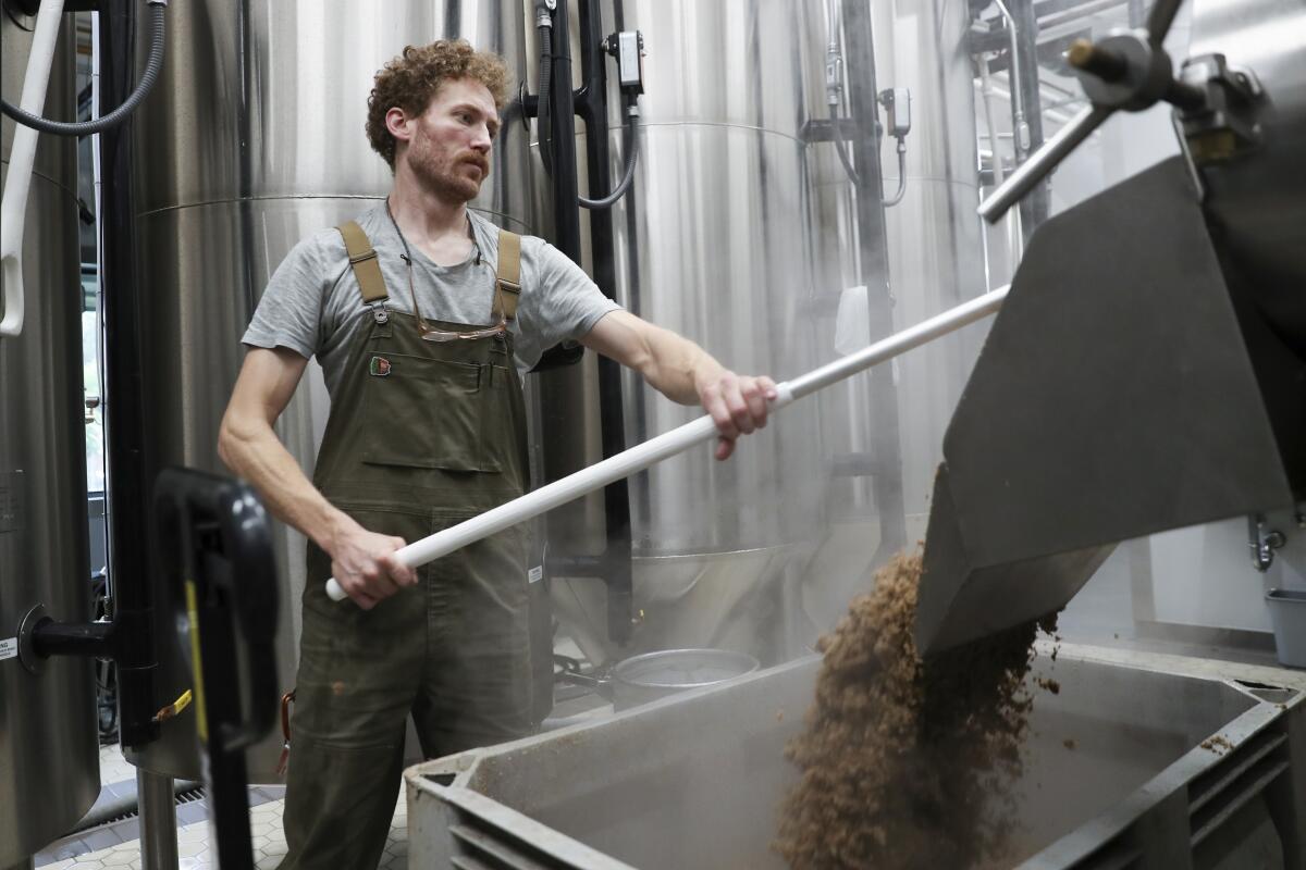 Brewer Scott Peterson retrieves spent grain from a lauterton.