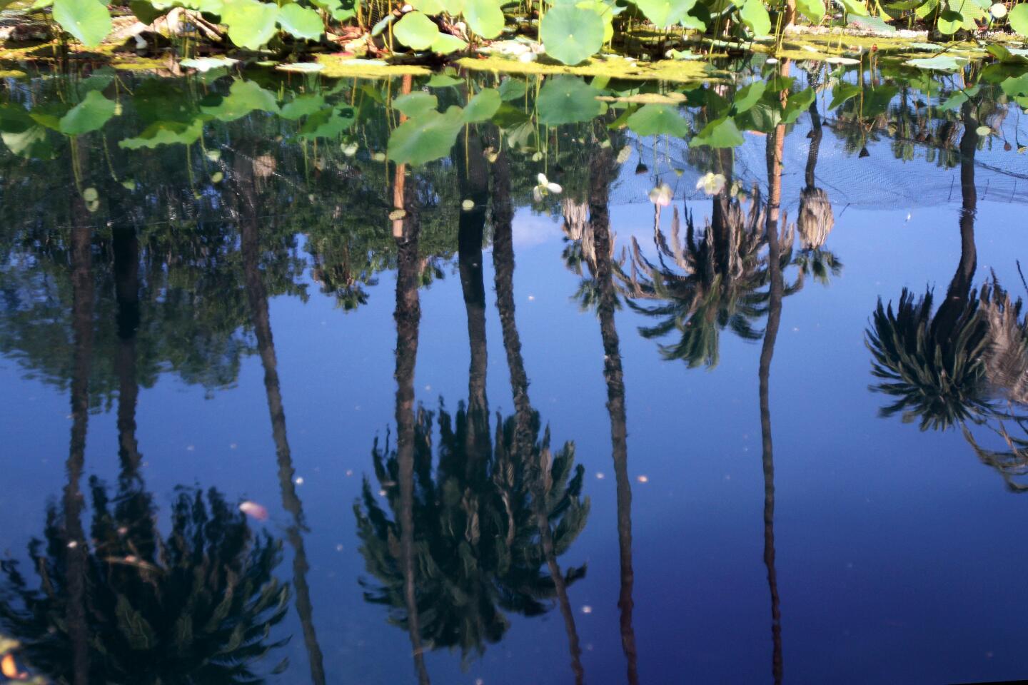 L.A. Walks: Echo Park Lake