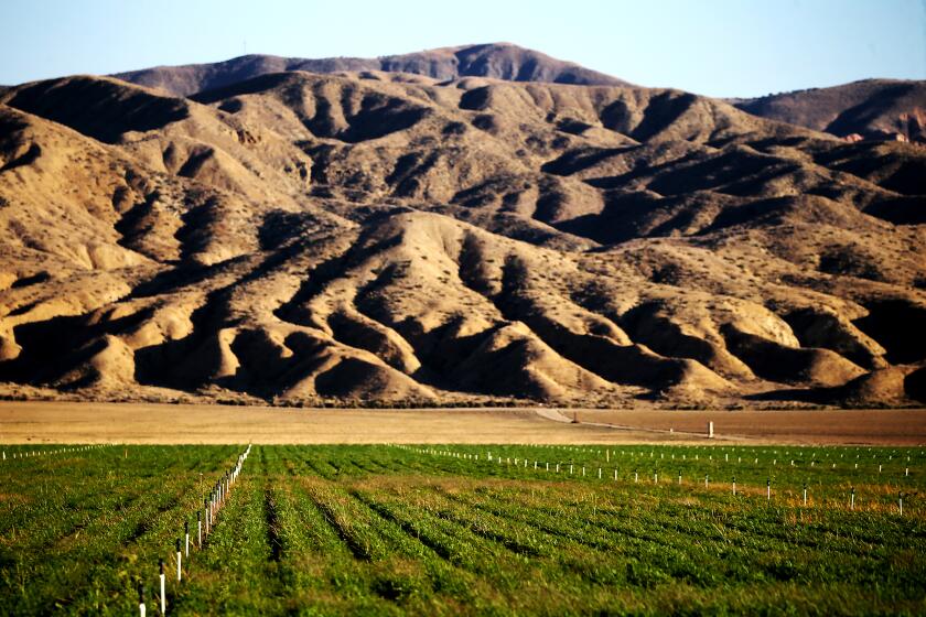 New Cuyama, CA - Csrrots grow in the Cuyama Valley in October. Residents, ranchers and farmers of the high desert community have banded together to promote a boycott against two Bakersfield-based growers that produce carrots locally. Those companies have filed a lawsuit against community members over groundwater rights. (Luis Sinco / Los Angeles Times)
