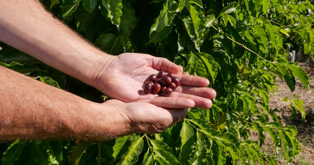 Güney Kaliforniya ‘Kahvenin Napa Vadisi’ mi olacak? Mahsul yeni doğuyor ama hızla gelişiyor