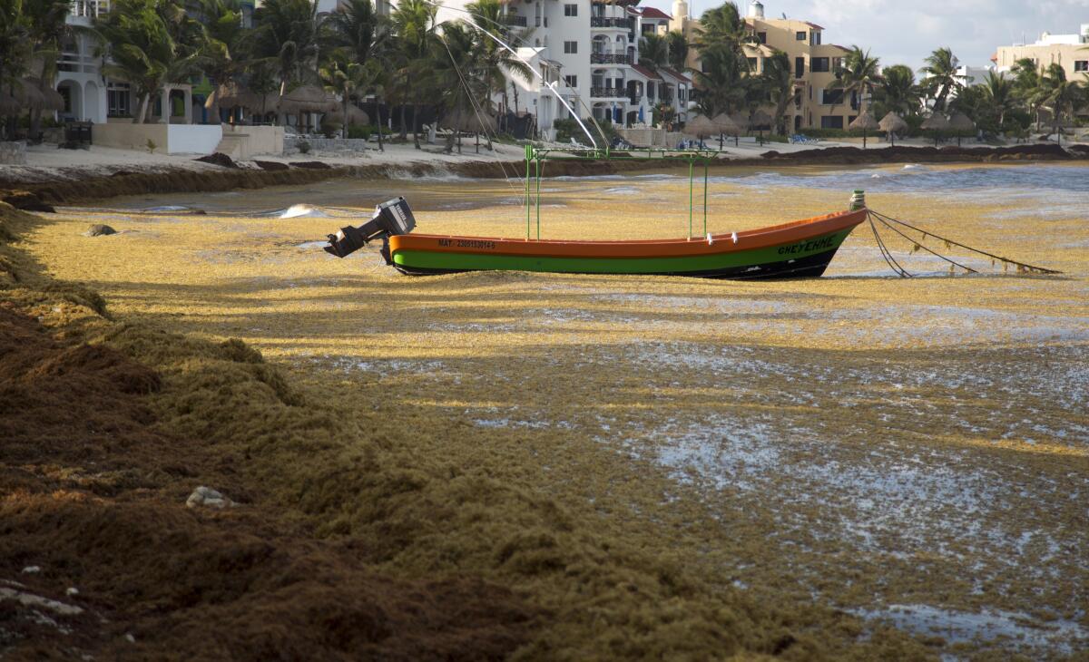 A boat floats on the water, surrounded by sargassum, a seaweed-like algae