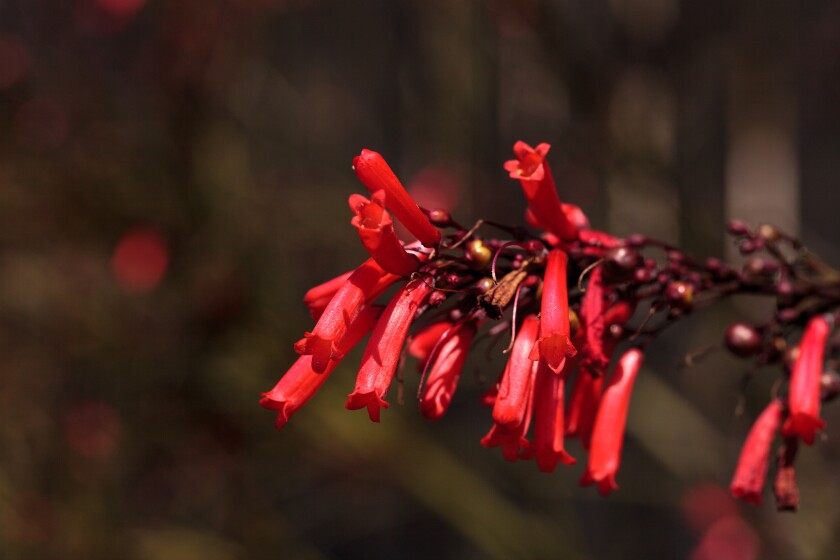 Red tube flowers of the scarlet bugler penstemon