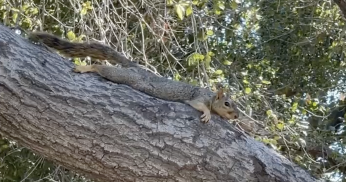 Spooling Squirrel Squirrels 'splooting' is just a way of them beating the heat - Los ...