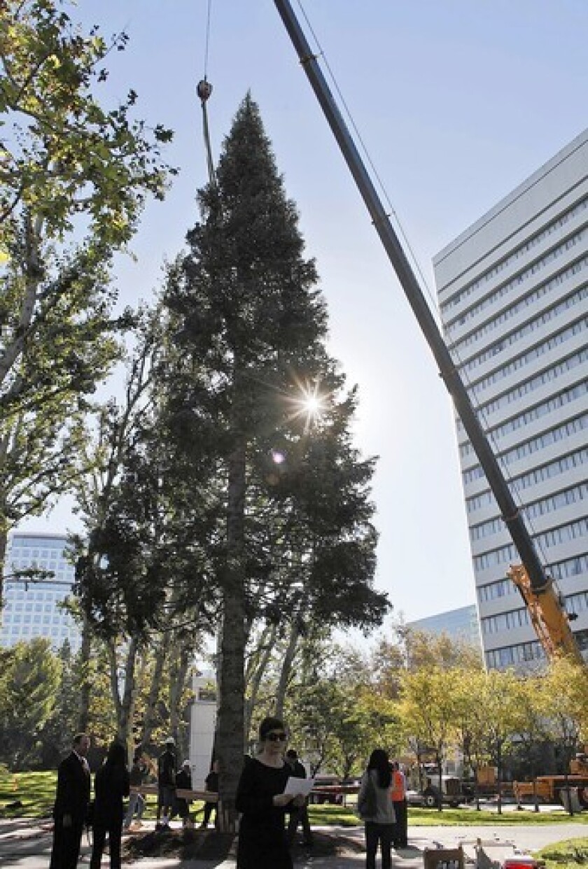 Crew members from Victor's Custom Christmas Trees, Inc. hoist a 96 foot white fir from Mt. Shasta into place at South Coast Plaza's Town Center Park in Costa Mesa in preparation for the upcoming holiday season.