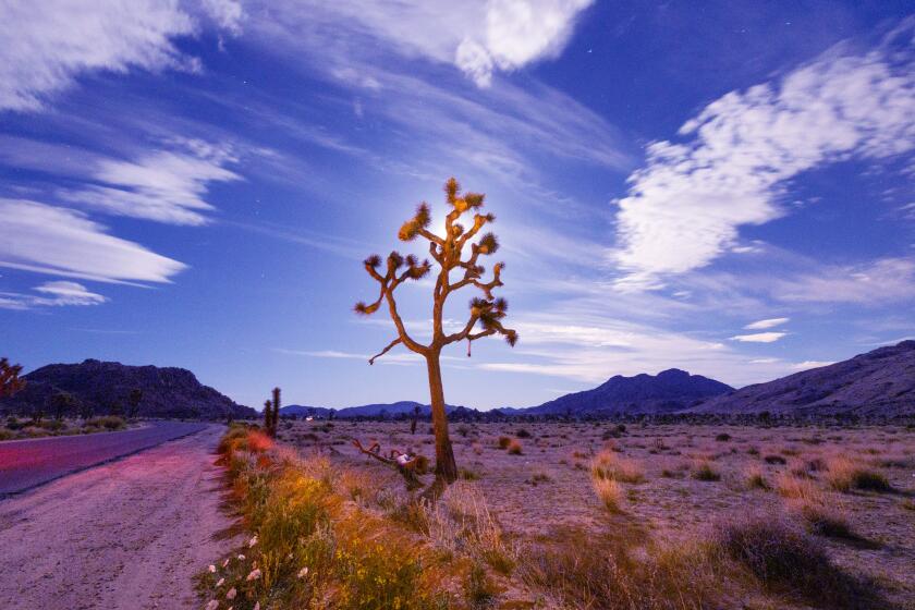 Joshua Tree, CA - April 25: Clouds and the bright light of the rising full Pink Moon make it difficult to see the Lyrid Meteor Shower in Joshua Tree National Park Thursday, April 25, 2024. The Lyrids are produced by dust particles left by comet C/1861 G1 Thatcher, and there are roughly 20 meteors per hour during its peak. It runs from April 16-25 with the peak on the night of the 22nd and the morning of the 23rd. Unfortunately, the full Pink Moon makes it hard to see. (Allen J. Schaben / Los Angeles Times)