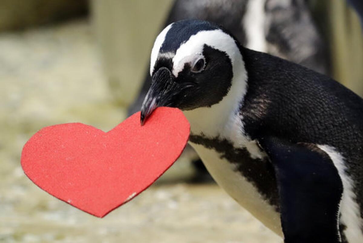 Por qué se celebra San Valentín el 14 de febrero: cuál es el origen de la  fiesta