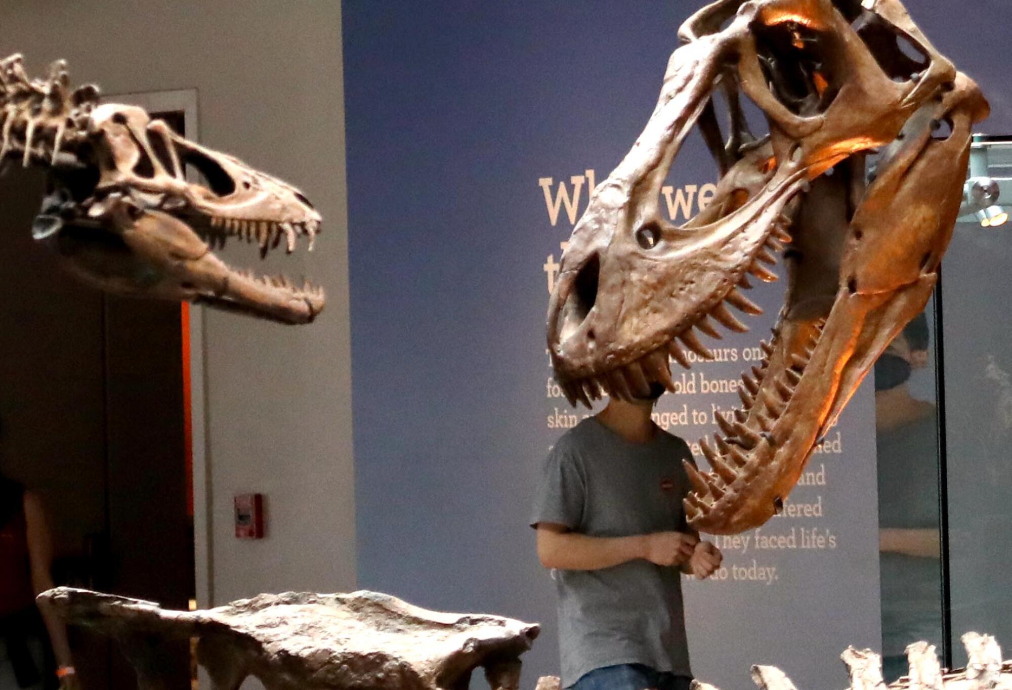 A dinosaur's head appears about to bite off the head of a visitor at the Natural History Museum.