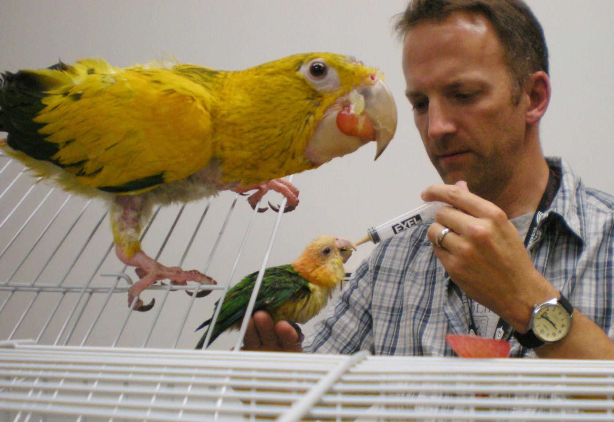 2011 photo of Fish and Wildlife agent Ed Newcomer caring for two live parrots.