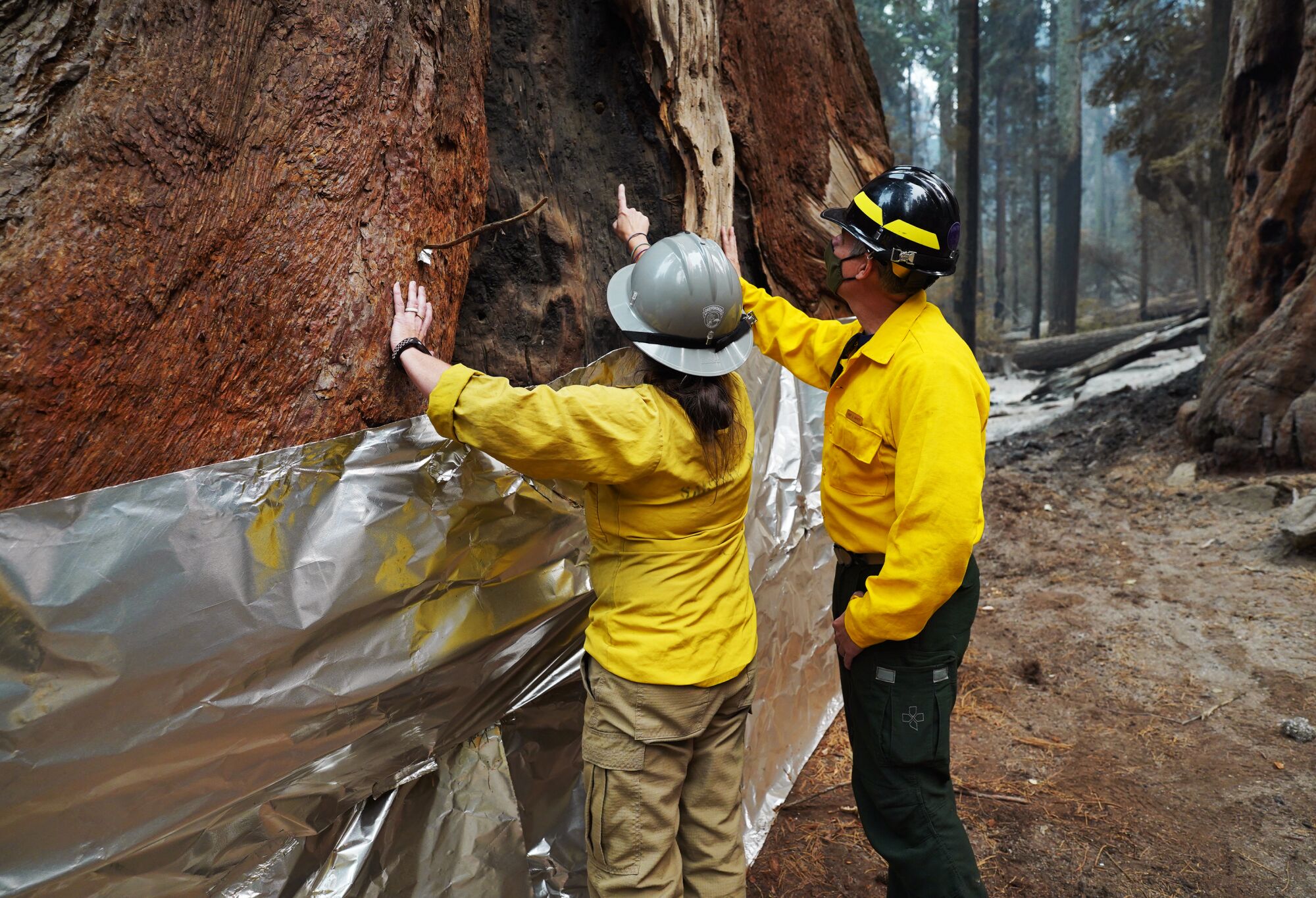 Two people inspect a burn scar at the base of a large tree trunk