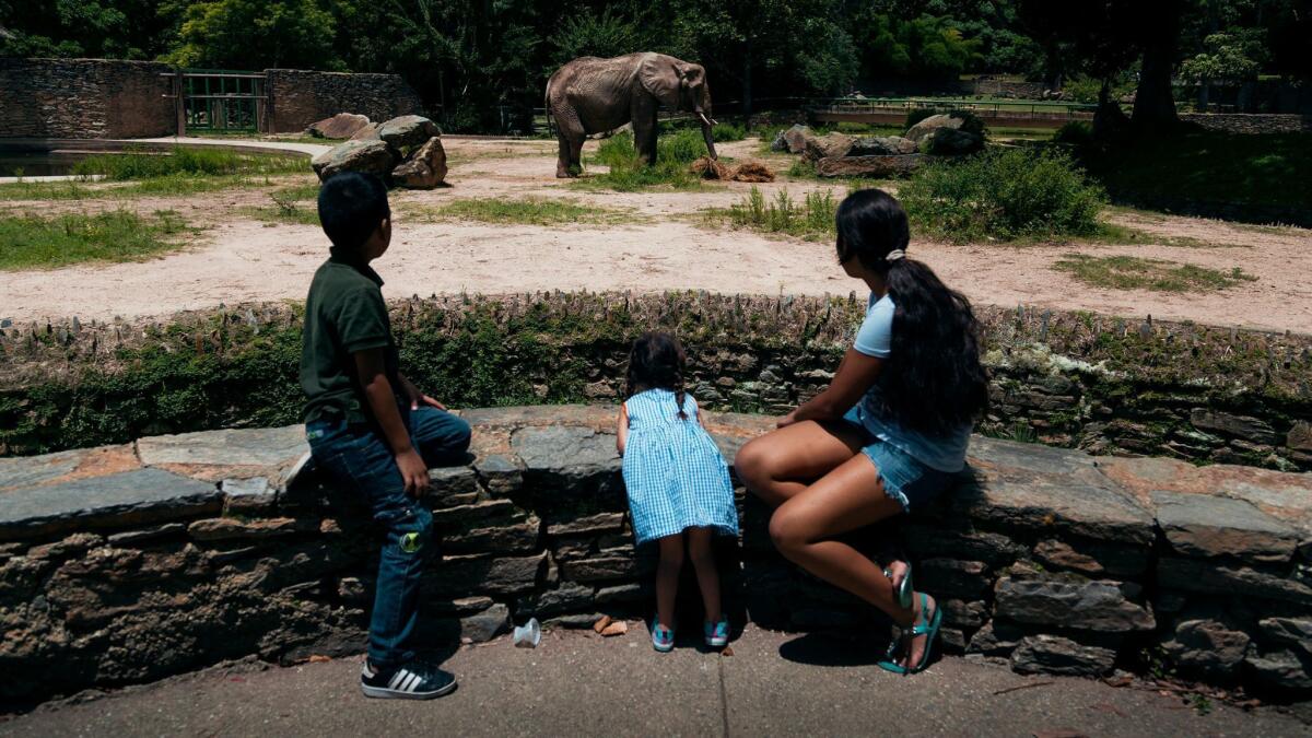 Un grupo de niños miran a Ruperta, la atracción principal del zoológico de Caricuao, en Caracas, Venezuela. A fines de mayo, la elefante se enfermó luego de ser alimentada exclusivamente con zapallo durante un largo período (Adriana Loureiro Fernández / para The Times).
