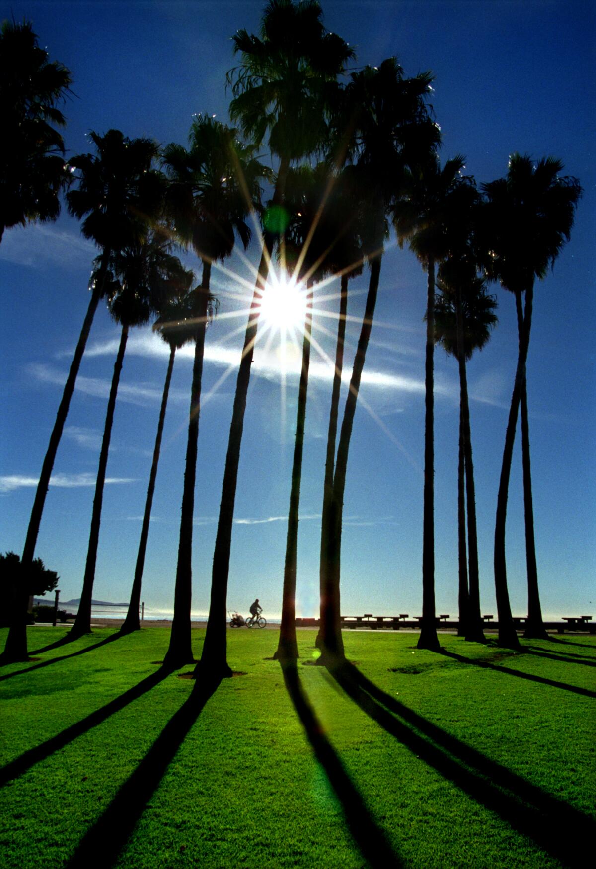 Mexican fan palms at Doheny State Beach in San Juan Capistrano. 