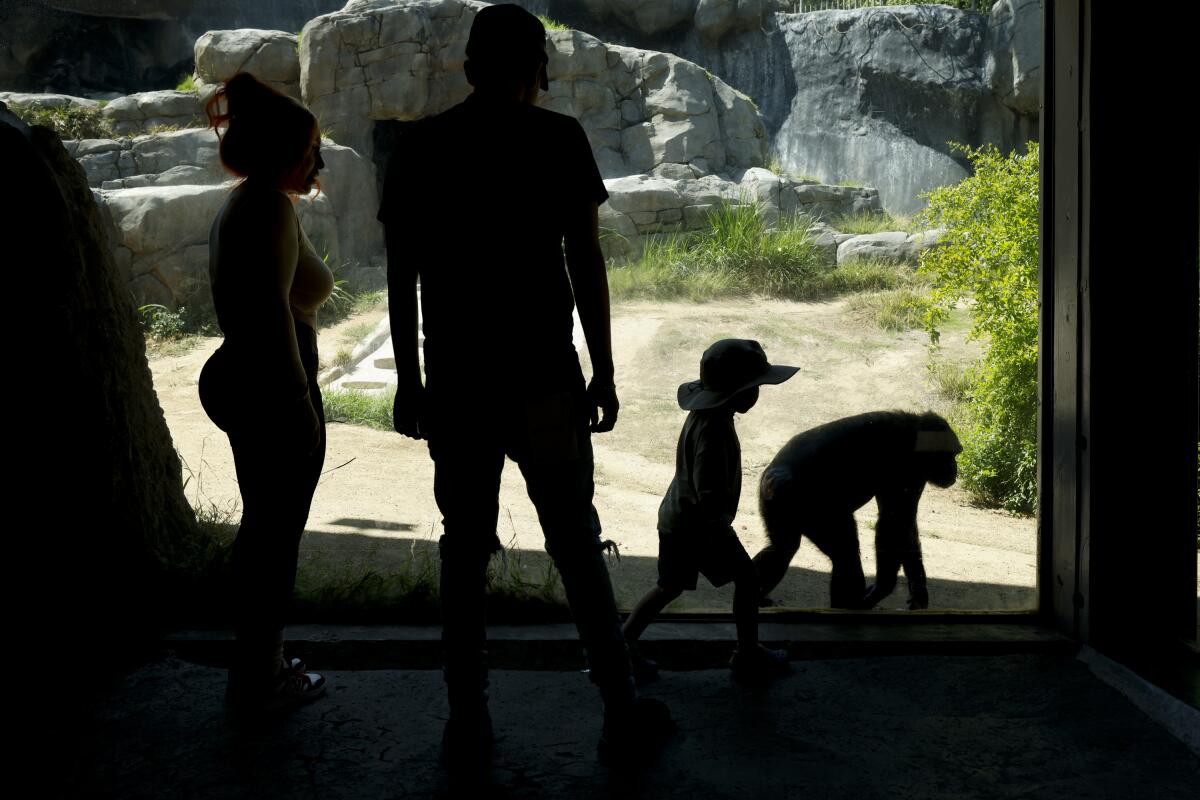 A man, woman and child watch a chimpanzee in an enclosure.