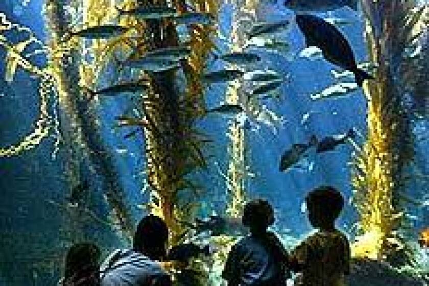The Birch Aquarium features a 70,000-%gallon kelp forest. Its biggest crowd pleaser is the shark tank.