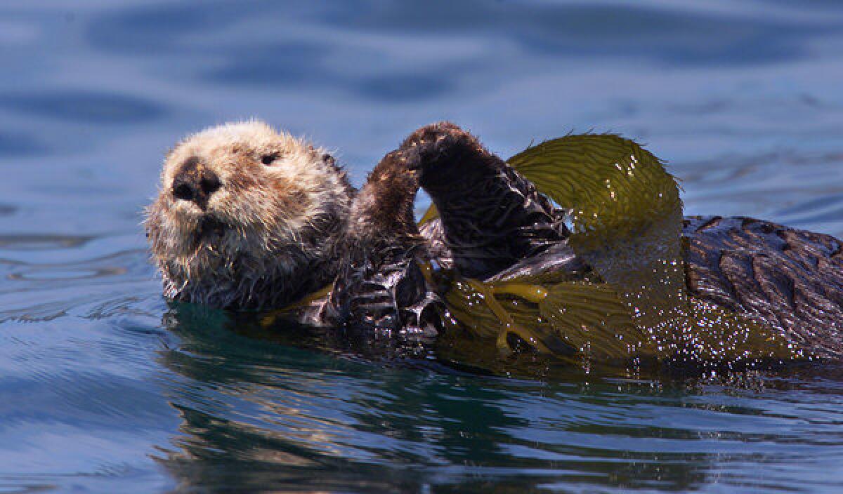 A sea otter on a raft of kelp off Santa Barbara County. A 25-year no-otter zone in Southern California waters has been abandoned.