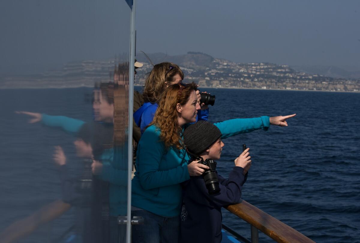 Ann Nash of Oceanside points out a minke whale to her son, Raiden, 9, as Jeannie Folk watches through a camera in the background during a Dana Wharf Sportfishing and Whale Watching outing.