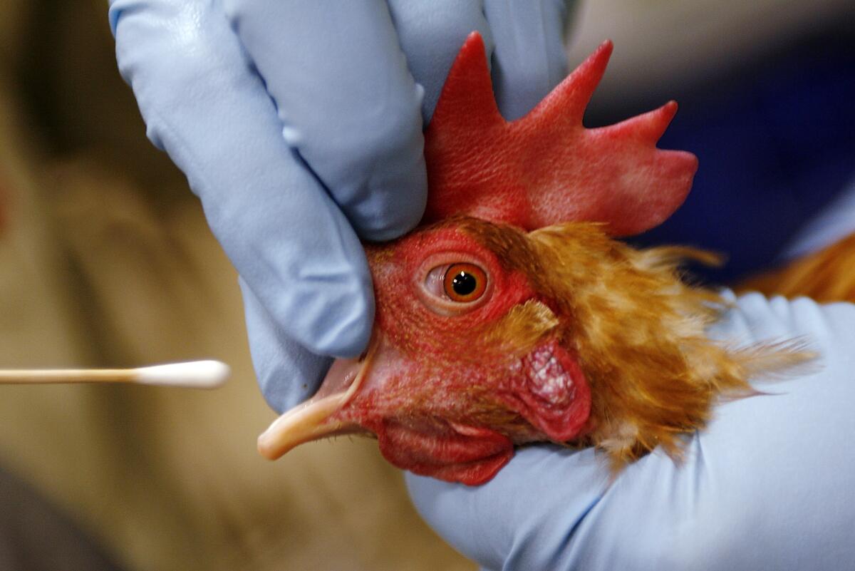 Gloved hands hold a chicken's beak open for a cotton swab test.